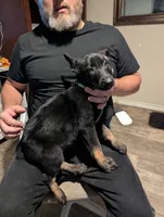 Axios, a male Belgian Malinois for sale in Crowley, TX – 1 of 2