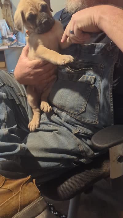 Julia, a female English Mastiff for sale in Crowley, TX – 3 of 6