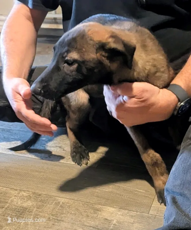Aceitha – Belgian Malinois puppy for sale in Crowley, TX