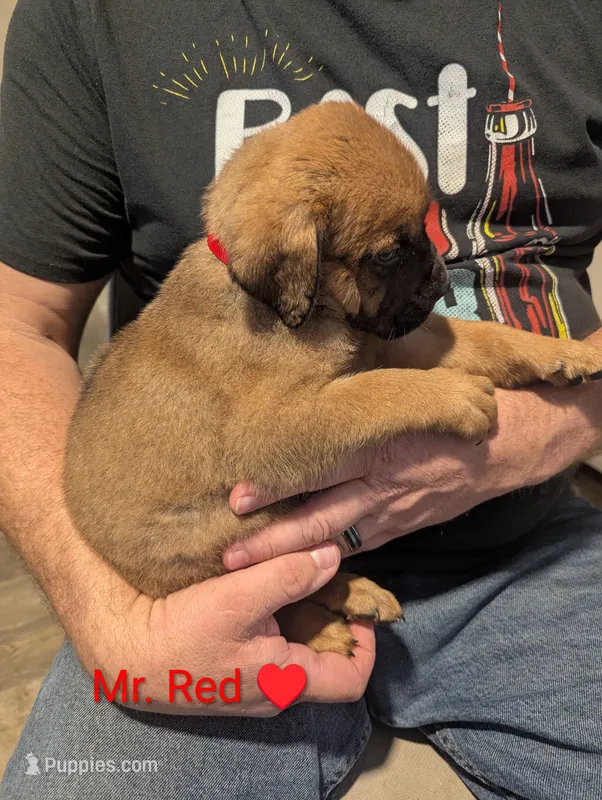 Mr. Red – Rottweiler, English Mastiff puppy for sale in Crowley, TX