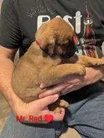 Mr. Red, a male Rottweiler and English Mastiff for sale in Crowley, TX – 1 of 3
