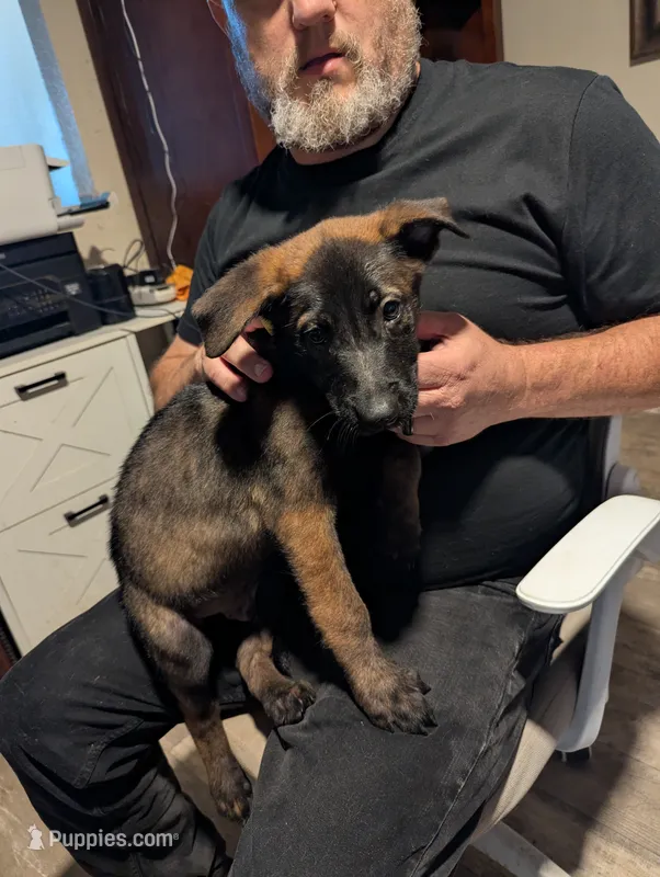 Helio – Belgian Malinois puppy for sale in Crowley, TX