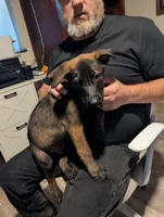 Helio, a male Belgian Malinois for sale in Crowley, TX – 2 of 2