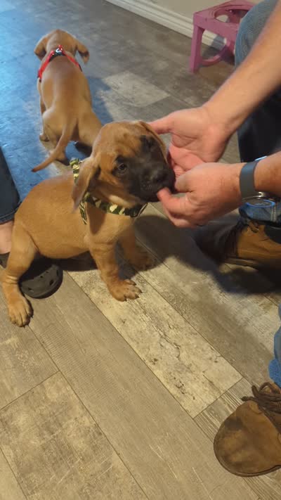 Big Green , a male English Mastiff for sale in Crowley, TX – 4 of 4
