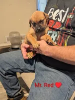 Mr. Red, a male Rottweiler and English Mastiff for sale in Crowley, TX – 3 of 3