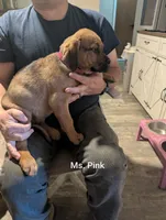 Ms. Pink changed from Ms. Gray, a female Rottweiler and English Mastiff for sale in Crowley, TX – 3 of 4