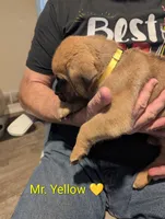 Mr. Yellow , a male Rottweiler and English Mastiff for sale in Crowley, TX – 2 of 3