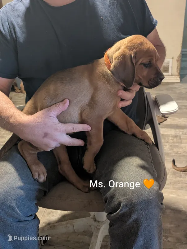 Ms. Orange – Rottweiler, English Mastiff puppy for sale in Crowley, TX