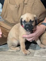 Bruno, a male English Mastiff for sale in Crowley, TX – 2 of 2