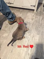 Mr. Red, a male Rottweiler and English Mastiff for sale in Crowley, TX – 2 of 3