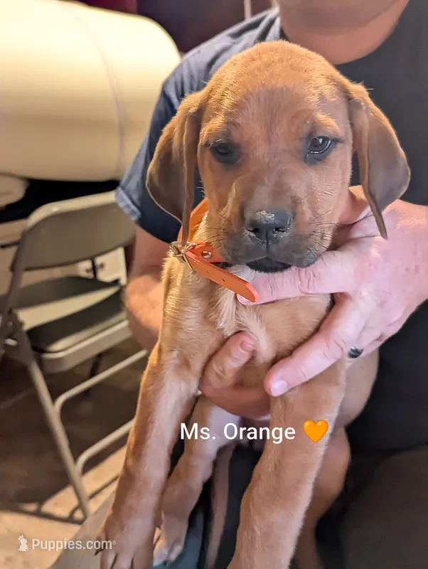 Ms. Orange – English Mastiff puppy for sale in Crowley, TX