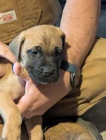 Rufus, a male English Mastiff for sale in Crowley, TX – 2 of 2