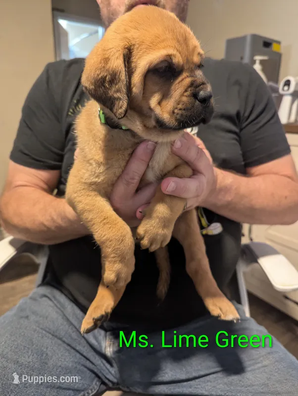 Ms. Lime Green – English Mastiff puppy for sale in Crowley, TX