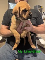 Ms. Lime Green, a female English Mastiff for sale in Crowley, TX – 1 of 3