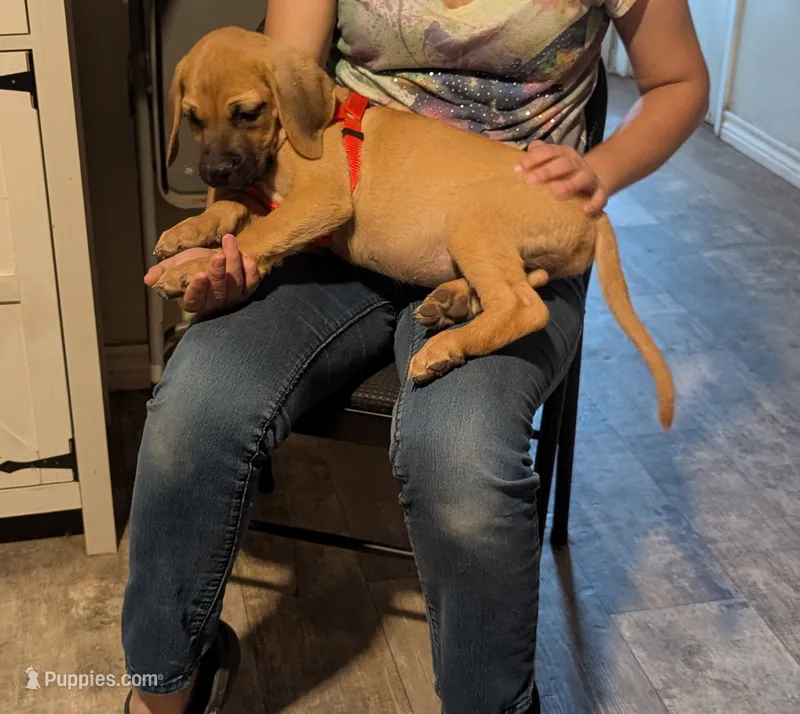 Novah – English Mastiff puppy for sale in Crowley, TX