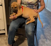 Novah, a female English Mastiff for sale in Crowley, TX – 1 of 5