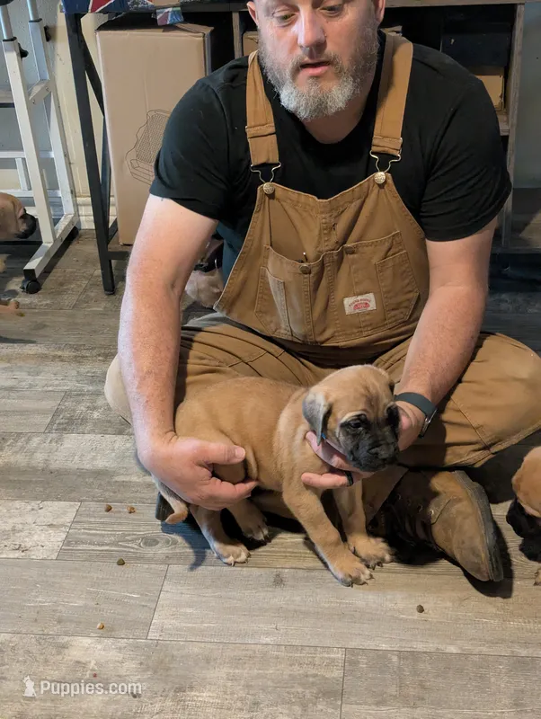Rufus – English Mastiff puppy for sale in Crowley, TX
