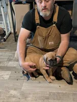Rufus, a male English Mastiff for sale in Crowley, TX – 1 of 2