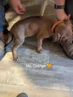 Ms. Orange, a female Rottweiler and English Mastiff for sale in Crowley, TX – 4 of 4