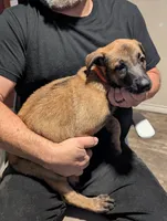 Echo, a male Belgian Malinois for sale in Crowley, TX – 1 of 2