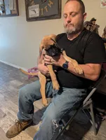 Big Green , a male English Mastiff for sale in Crowley, TX – 2 of 4