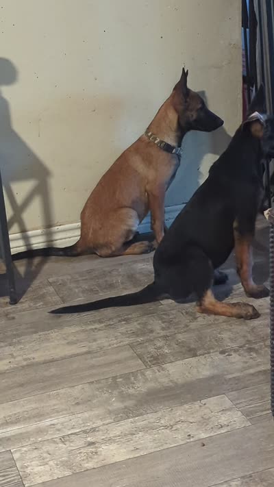 Echo, a male Belgian Malinois for sale in Crowley, TX – 5 of 5