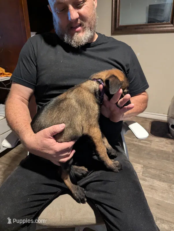 Thalia – Belgian Malinois puppy for sale in Crowley, TX