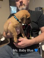 Ms. Baby Blue, a female Rottweiler and English Mastiff for sale in Crowley, TX – 2 of 3