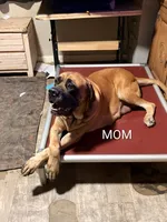 Novah, a female English Mastiff for sale in Crowley, TX – 3 of 5