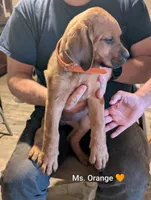 Ms. Orange, a female Rottweiler and English Mastiff for sale in Crowley, TX – 3 of 4
