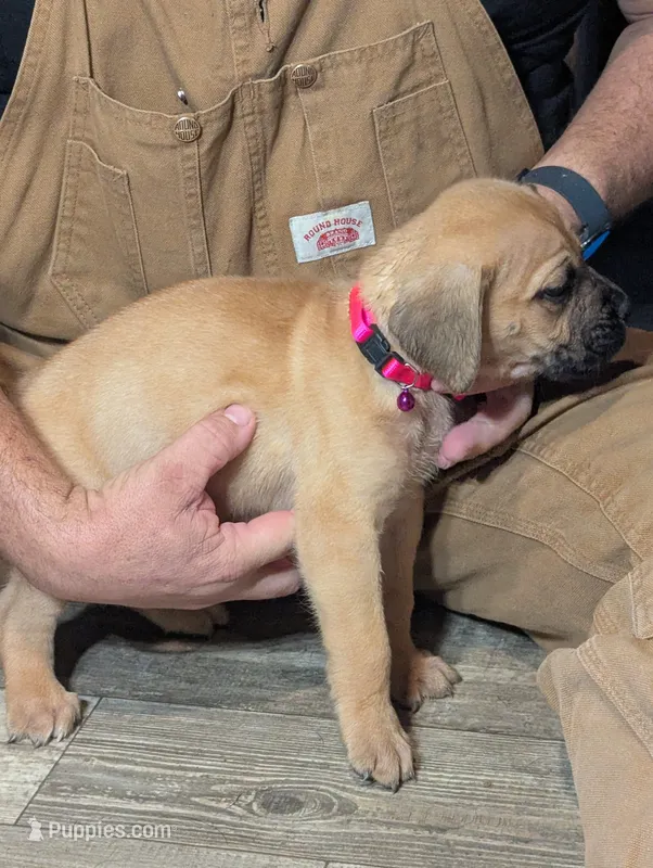 Novah – English Mastiff puppy for sale in Crowley, TX