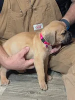 Novah, a female English Mastiff for sale in Crowley, TX – 1 of 2