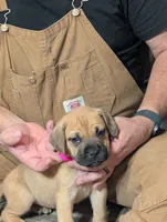 Novah, a female English Mastiff for sale in Crowley, TX – 2 of 2
