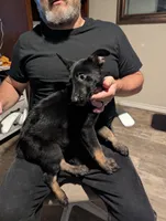 Axios, a male Belgian Malinois for sale in Crowley, TX – 2 of 2
