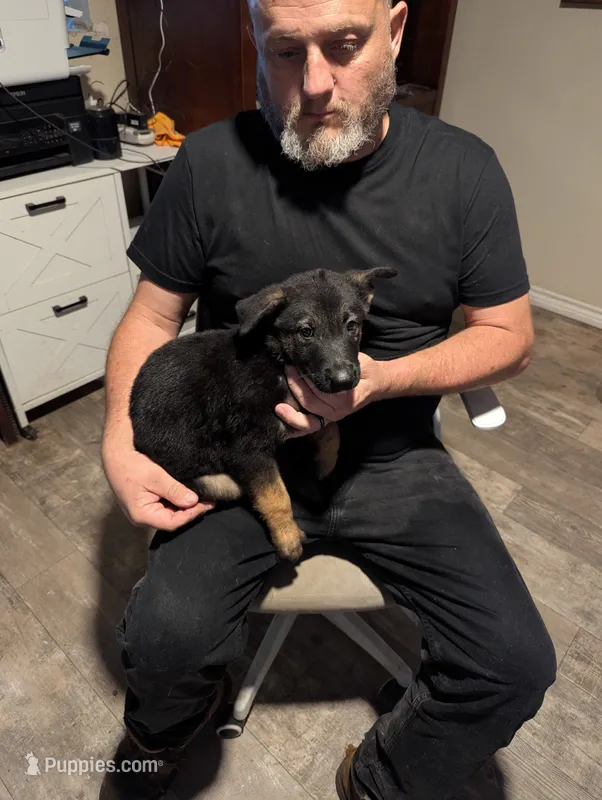 Apollo – Belgian Malinois puppy for sale in Crowley, TX