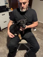 Apollo, a male Belgian Malinois for sale in Crowley, TX – 1 of 2