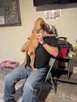 Big Green , a male English Mastiff for sale in Crowley, TX – 3 of 4