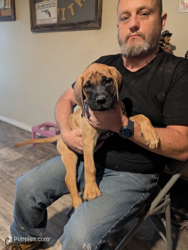 Big Green  – English Mastiff puppy for sale in Crowley, TX