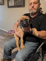 Big Green , a male English Mastiff for sale in Crowley, TX – 1 of 4