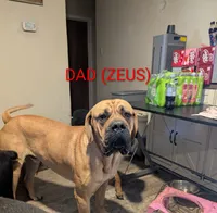 Novah, a female English Mastiff for sale in Crowley, TX – 4 of 5