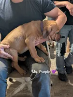 Ms. Purple changed from lime green, a female English Mastiff for sale in Crowley, TX – 4 of 4