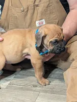 Lita, a female English Mastiff for sale in Crowley, TX – 2 of 2