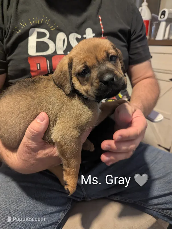 Ms. Gray – Rottweiler, English Mastiff puppy for sale in Crowley, TX
