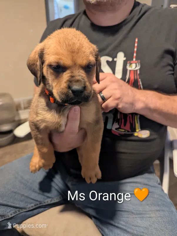 Ms. Orange – English Mastiff puppy for sale in Crowley, TX