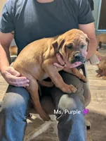 Ms. Purple changed from lime green, a female English Mastiff for sale in Crowley, TX – 2 of 4
