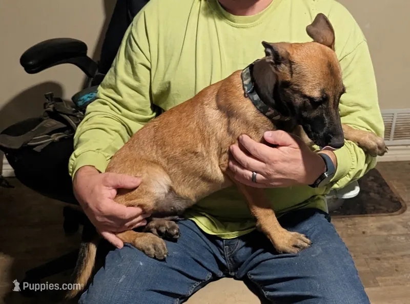 Echo – Belgian Malinois puppy for sale in Crowley, TX