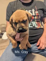 Ms. Gray, a female Rottweiler and English Mastiff for sale in Crowley, TX – 2 of 3