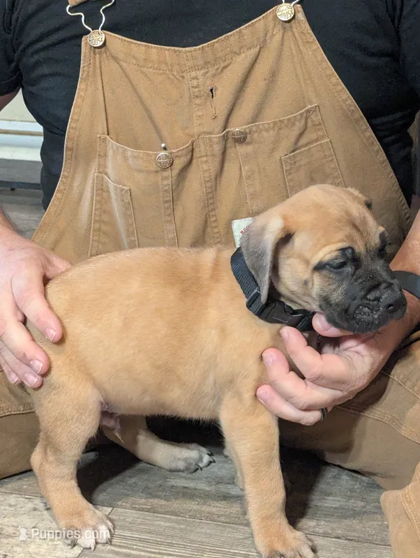 Leonidas – English Mastiff puppy for sale in Crowley, TX