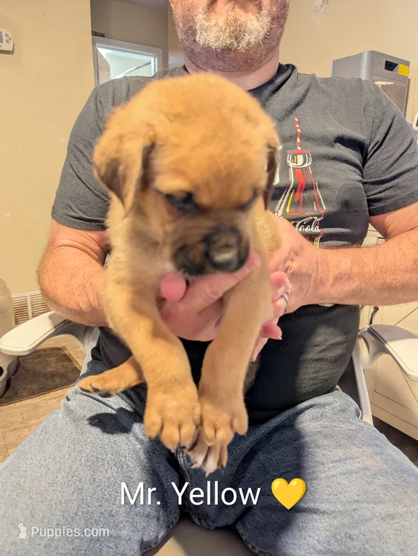 Mr. Yellow  – Rottweiler, English Mastiff puppy for sale in Crowley, TX