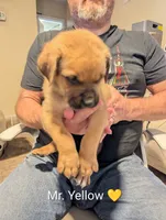 Mr. Yellow , a male Rottweiler and English Mastiff for sale in Crowley, TX – 1 of 3